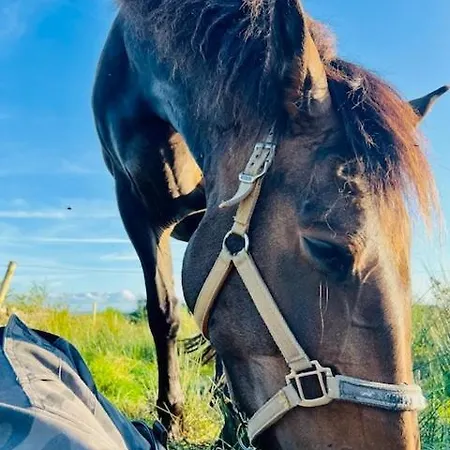 Welcome To The Pod Chalet Balnacart